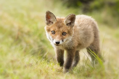 Fox Backgrounds Wallpapers By John Zafra On FL