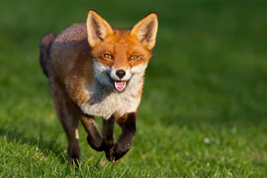 Fox Fox Fox Red Running Snout Cunning View Grass Green Backgrounds ...