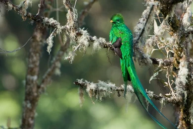 Birds Of Paradise HD Wallpapers And Desktop Images