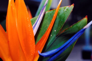 4 HD Bird Of Paradise Flowers Wallpapers   HDWallSource.com