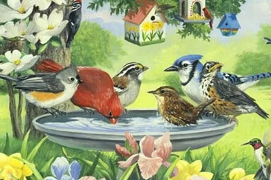 Paradise For Birds Wallpapers   (