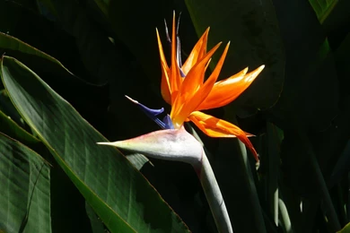 Lesser Bird Of Paradise Wallpapers HD Resolution : Animal Wallpapers ...