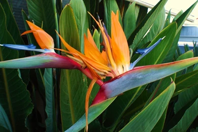 Birds Of Paradise Images   Wallpapers HD Base