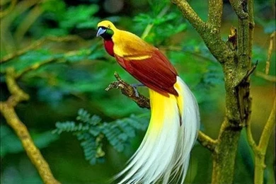 Birds Of Paradise Wallpapers   Beauty Walpaper