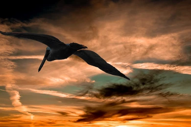 Flying, Pelican, Full, Screen, Hd, Wallpaper, Download, Colourful ...