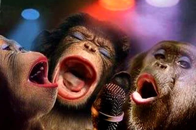 Funny Monkey Funny Monkey Wallpapers Download – Fine HD Wallpapaper RR