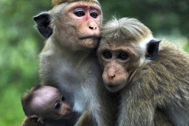 Funny Monkey Pictures Free   All Wallpapers New