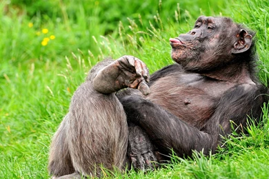 Funny Monkey Pics Collection (46+)