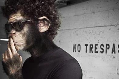 Funny Monkey Wallpapers, Images, Photos, Pictures & Pics