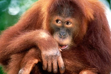 19 Animal, Monkeys, Funny Monkey Pic, Animal Photos, Monkeys ...