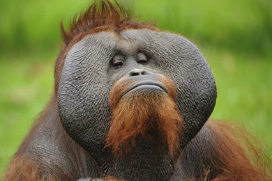 Funny Monkey Face Very Nice Photos