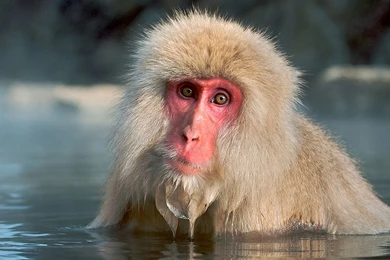 Top 16 Most Cute And Beautiful Monkey Wallpapers In HD ( New ...