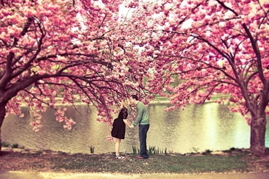 Tree Couple Peoples Water Kiss Love Wallpapers