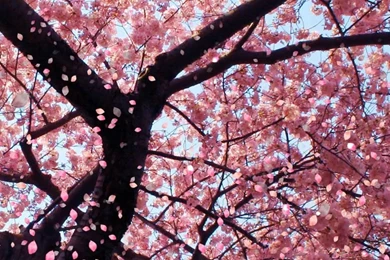 Cherry Blossom Desktop Wallpapers   Wallpapers Cave