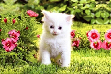 Cute White Kitten HD Wallpapers