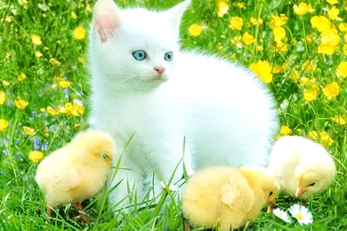 Cute White Kitten HD Wallpapers