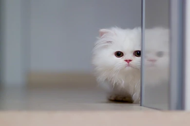 Cute Kittens Wallpapers