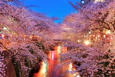 Cherry Blossom Tree Photos Desktop Wallpapers