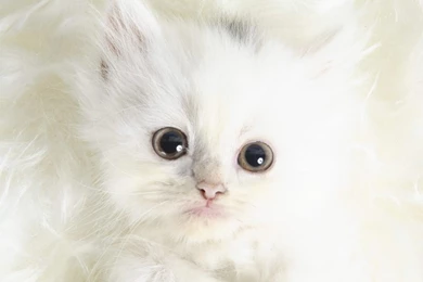 Cute White Kitten