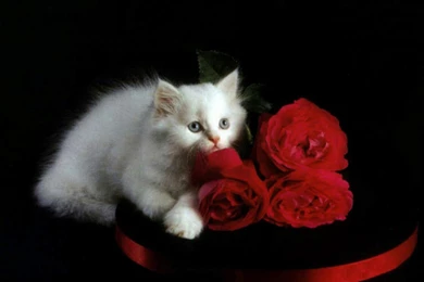 White Kitten And Red Roses   Kittens Wallpapers (16155601)   Fanpop