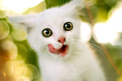 White Kitten HD Desktop Wallpapers : High Definition : Fullscreen ...