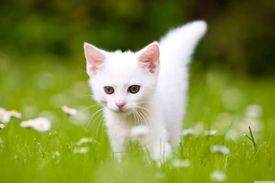 Cute White Kitten HD Desktop Wallpapers : Widescreen : High ...