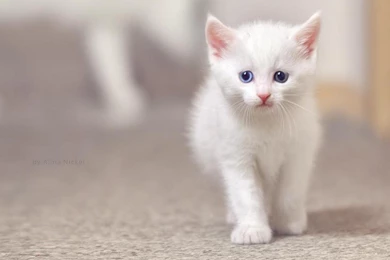 CUTE WHITE KITTY WALLPAPER   (