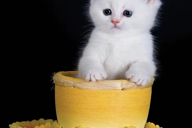 WHITE KITTEN WALLPAPER   (