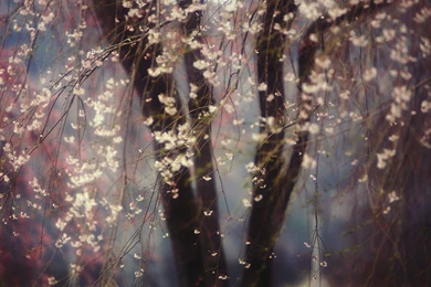 Cherry Blossoms Wallpapers >> Backgrounds With Quality HD