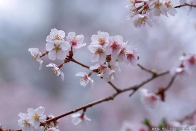 Cherry Blossom With Frost － Landscape Wallpapers   Free Download ...