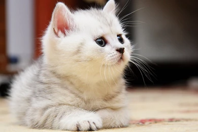 Fluffy White Kitten   Wallpaper.
