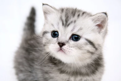 White Cats Blue Eyes Kittens Wallpapers