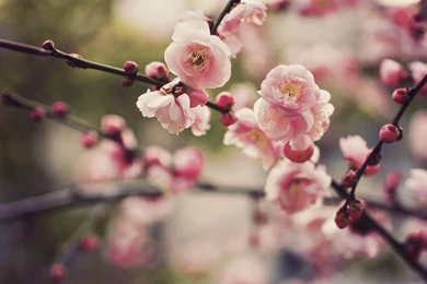 Cherry Blossom 1080p Wallpapers