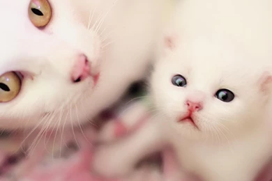 Wallpapers Mother Son White And Kittens Cat Kitten 1400x1050 ...