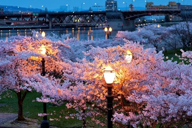 Cityscapes,cherry Blossoms Cherry Blossoms Cityscapes Flowers ...