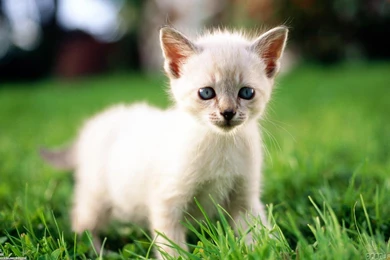 Cute White Kitten Wallpapers