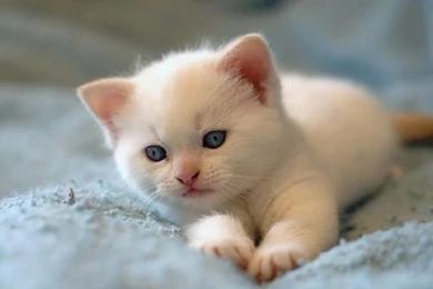 Goofy White Kitten Wallpapers 935   Free HD Wallpapers Stock ...