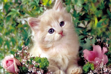 Deaf White Kitten Called Spot