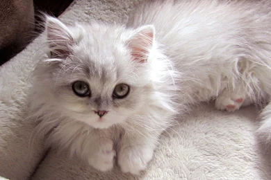 17 Funny And Clever Kitten Best Wallpapers HD   MoreWallpapers.com