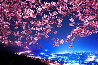 Cherry Blossom Desktop