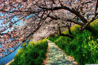 Sakura Cherry Blossom HD 16:9 16:10 Desktop Wallpapers ...