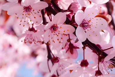 Blossom Computer Wallpapers, Desktop Backgrounds