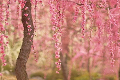 Desktop Wallpapers Cherry Blossom