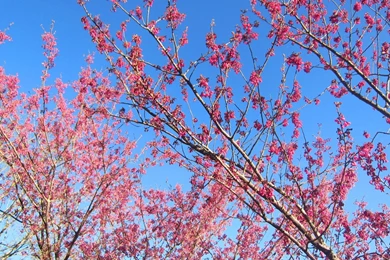 Flowers: Cherry Blossom Beautiful Flower Sky HD Desktop For High ...