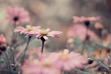 Vintage Flowers Wallpapers   Wallpapers Cave