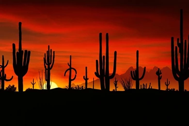 Saguaros, Sonoran Desert, Arizona < Nature < Life < Desktop Wallpapers
