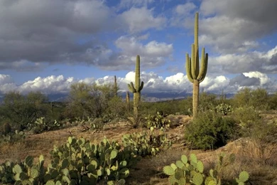 AZ. S A G U A R O . N.P. On Pinterest