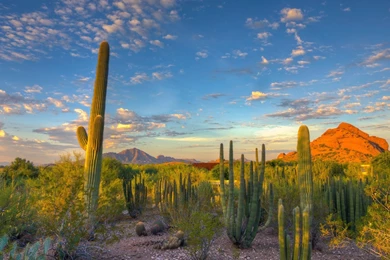 Landscape, Nature, Desert, Cactus, Mountain, Arizona Wallpapers HD ...