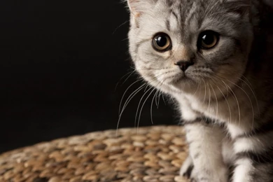 Cat Wallpapers 1280x800 Wallpapers,other 1280x800 Wallpapers ...