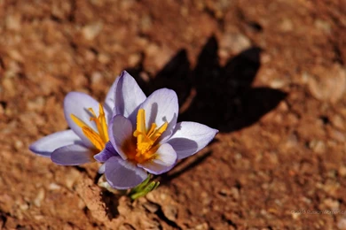 Spring   Flowers Wallpapers   1280 X 800 Backgrounds 1280x800 1280 ...